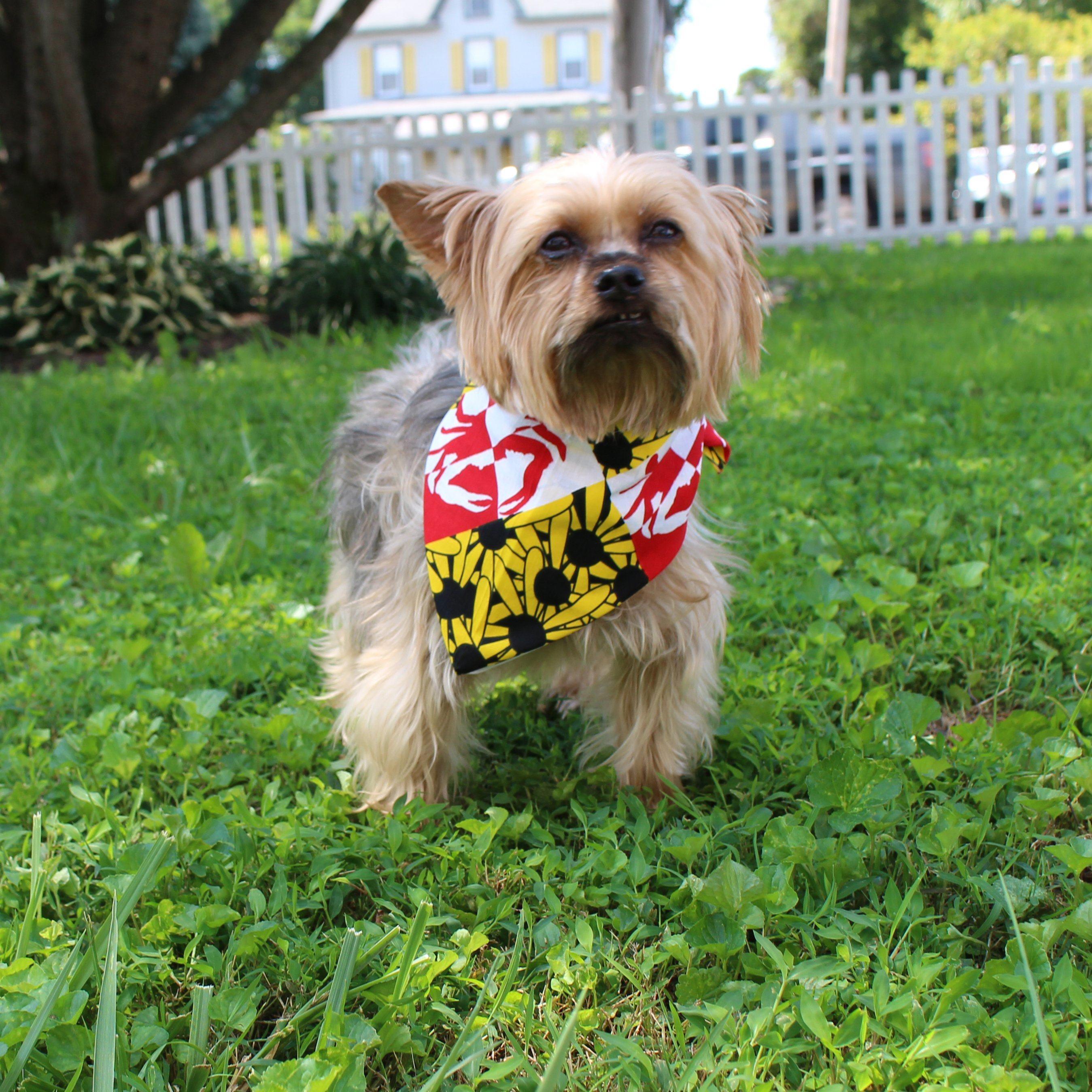 Happy National Pet Month!