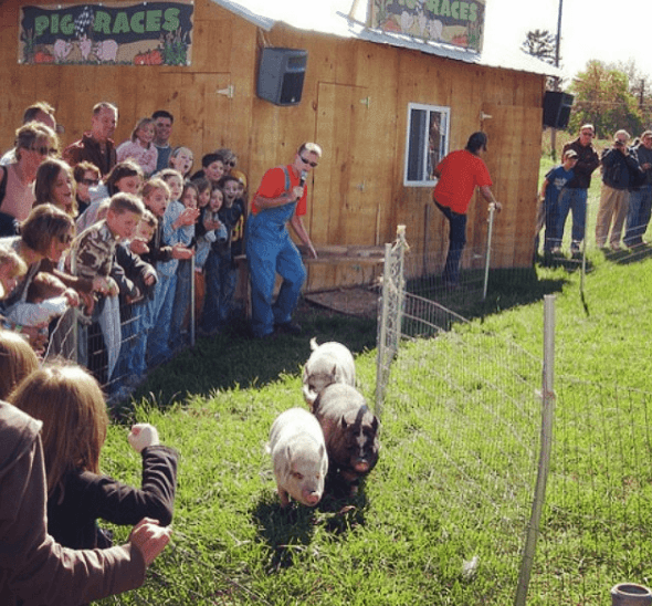 Fall Fun at Summers Farm