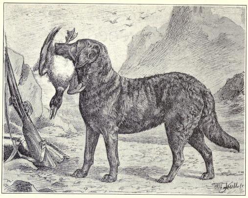 5 Fun Facts About the Chesapeake Bay Retriever