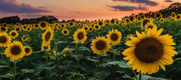 It's Sunflower Season!