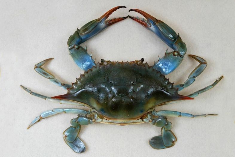 10 Things We Bet You Didn't Know About Crabs
