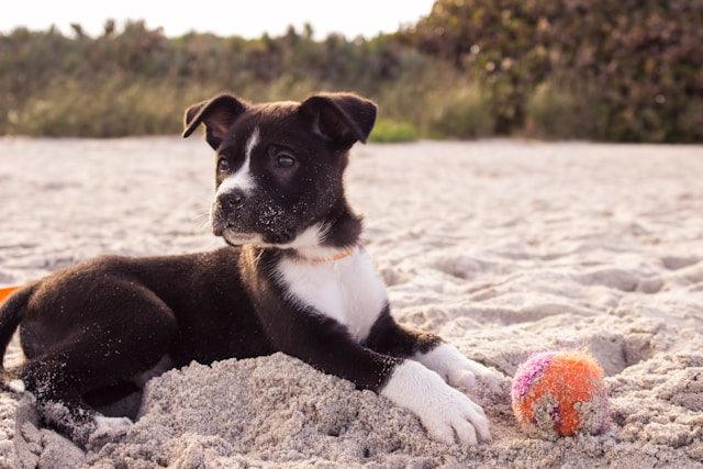 5 Dog-Friendly Spots to Hang Here in MD