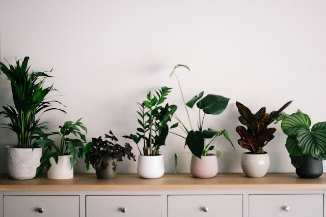 5 Hacks for Small Space Gardening