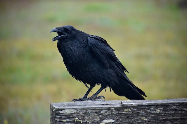 10 Reasons to Love Ravens