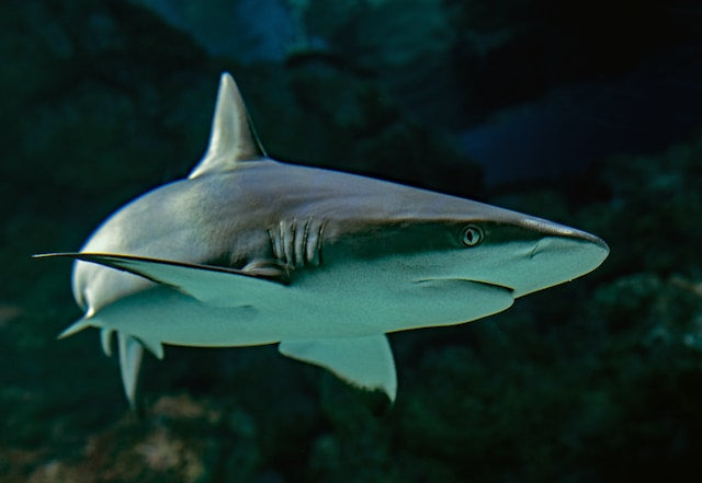 5 Facts For Shark Week in Maryland