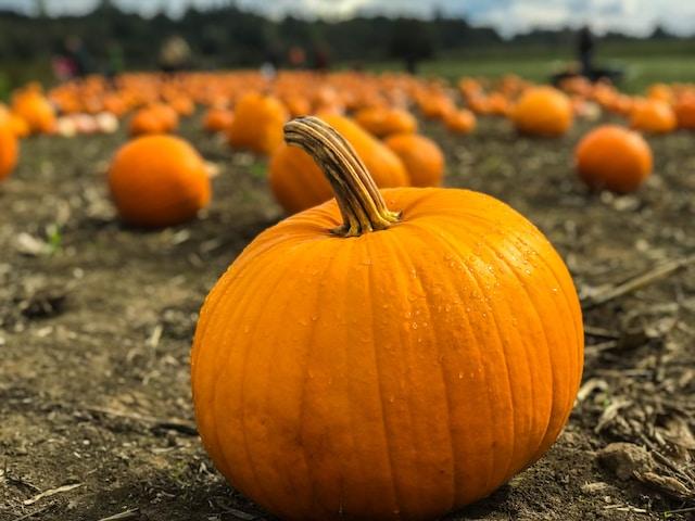 Pick Your Own Pumpkin at These Maryland Pumpkin Patches
