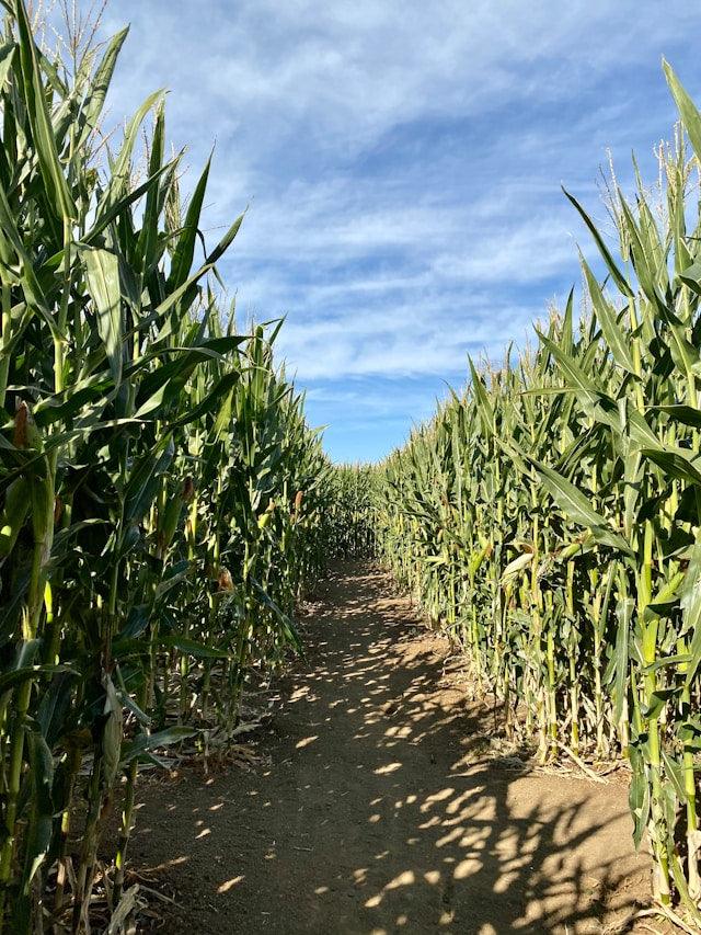 Get Lost! 5 Corn Mazes Here in Maryland
