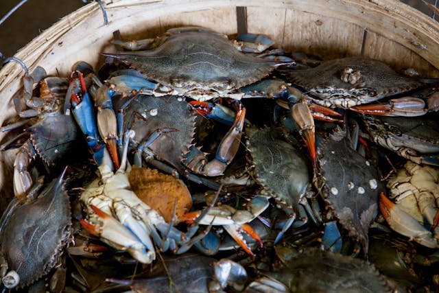 The Ultimate Guide to Crabbing in Maryland