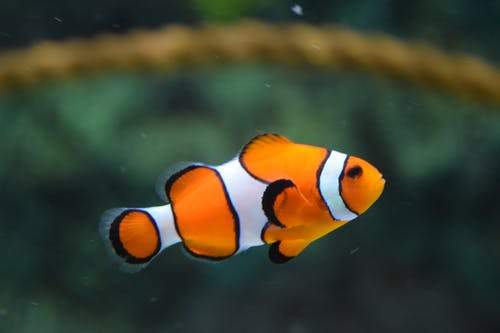 National Aquarium Live Stream
