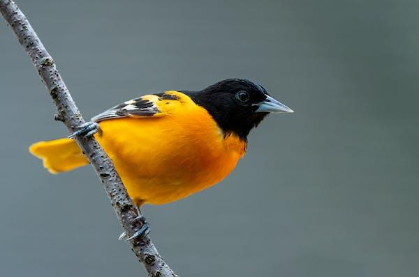 5 Facts About the Baltimore Oriole