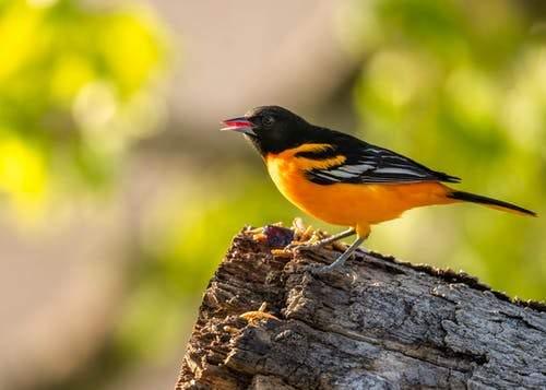 Quiz: Lesser-Known Maryland State Symbols