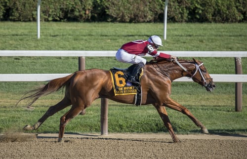 Prepare for Preakness with these Thoroughbred Facts