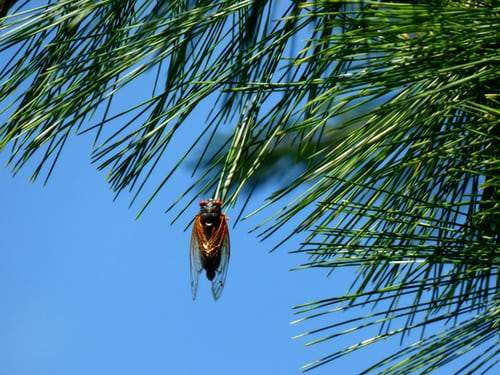 5 Facts About This Year’s Cicadas