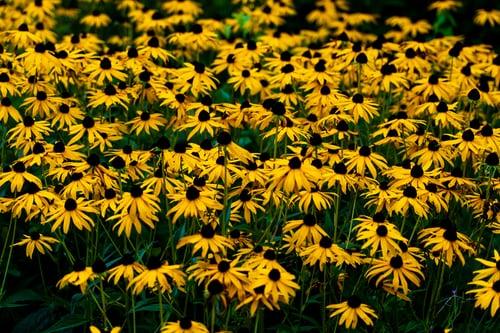 5 Native Maryland Plants to Grow This Year