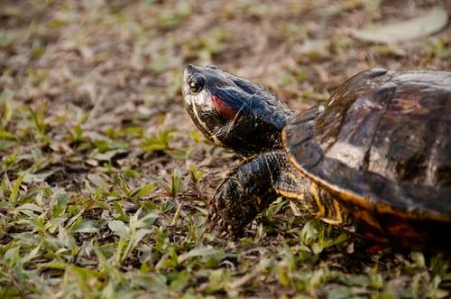 It's Terrapin Time! 5 Fun Terrapin Facts
