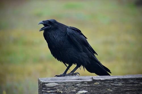 5 Fun Facts About Ravens