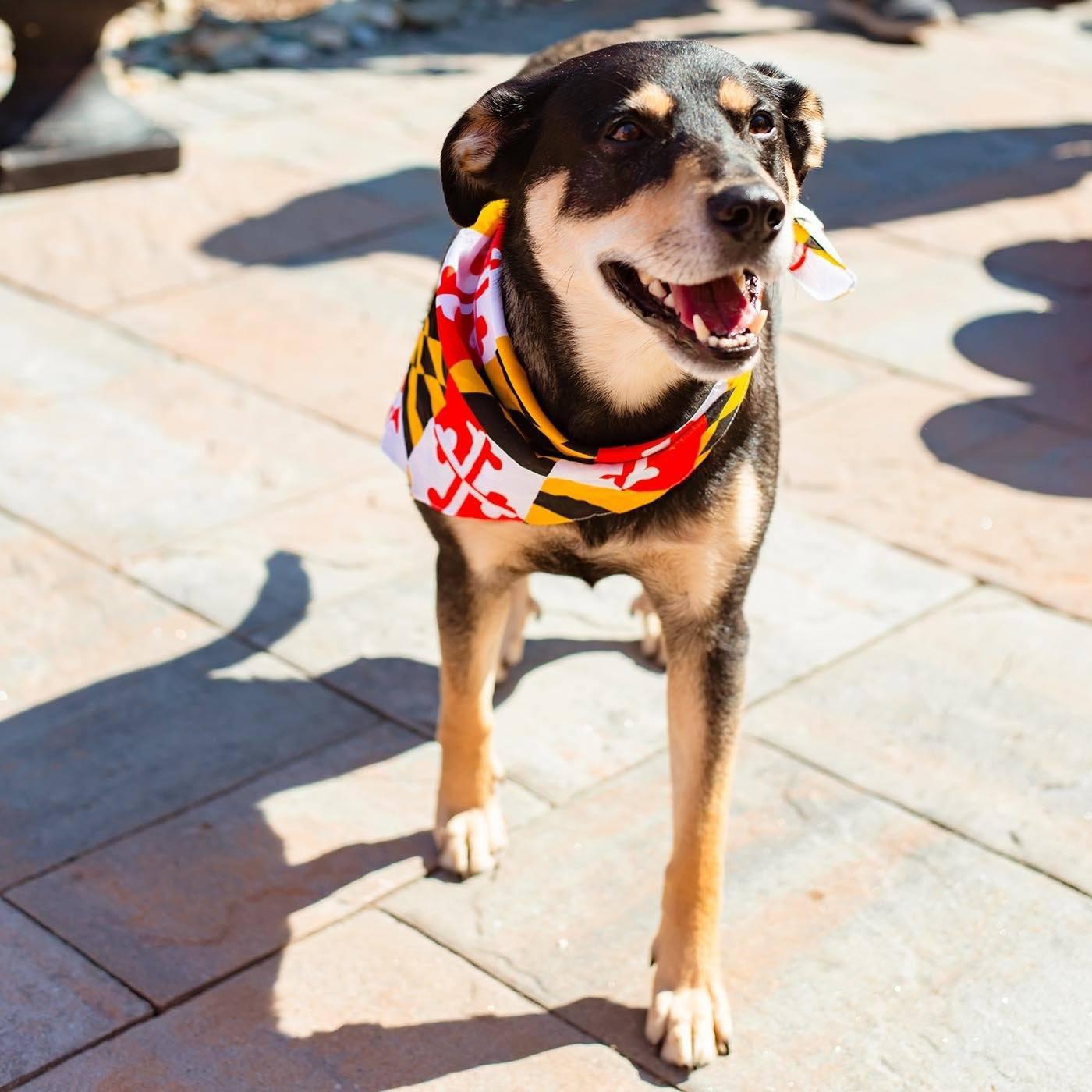 Maryland Flag / Bandana (27 x 27 inch) - Route One Apparel