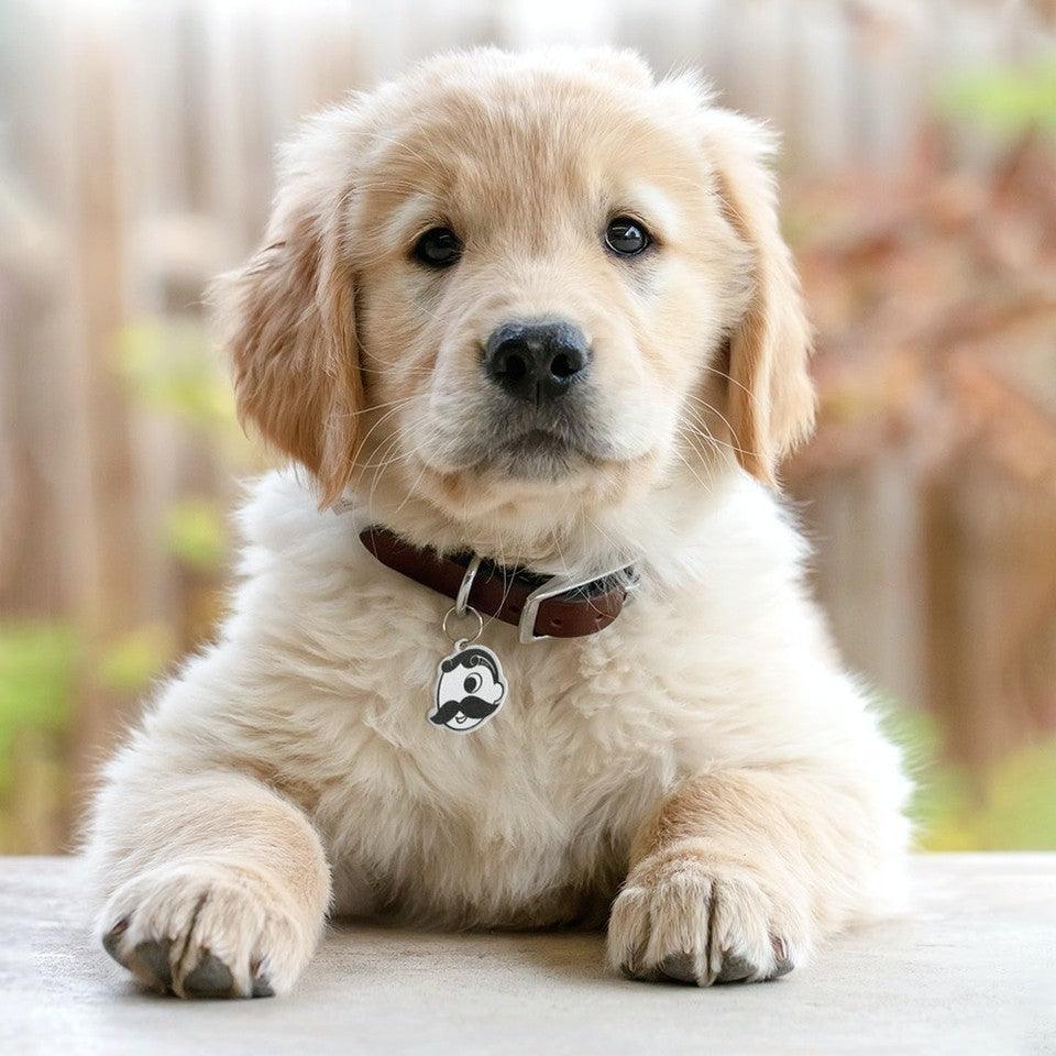 Natty Boh Logo / Pet ID Tag - Route One Apparel