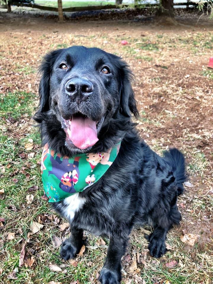 Happy Howl-idays Dog Pattern (Green) / Bandana (22 x 22 inch) - Route One Apparel